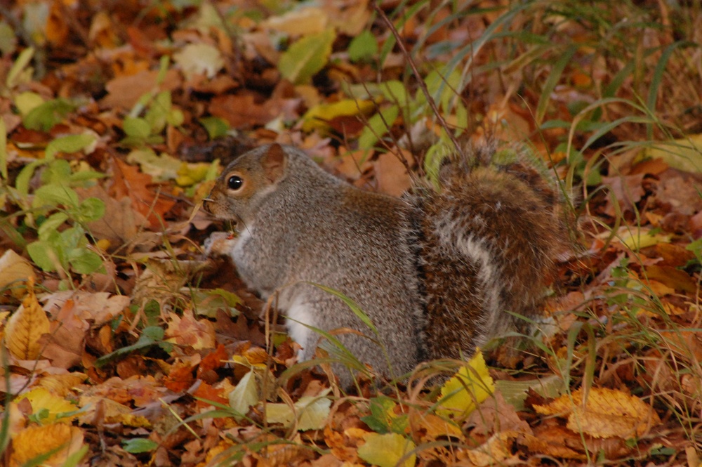 Squirrel rumaging for nuts under the autumn leaves