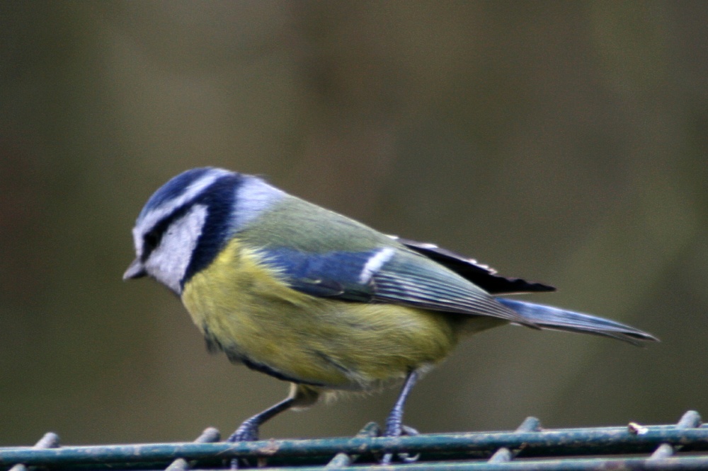 Blue Tit