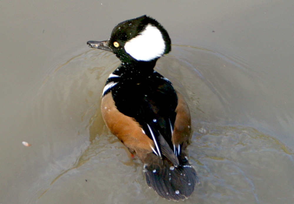 Hooded Merganser