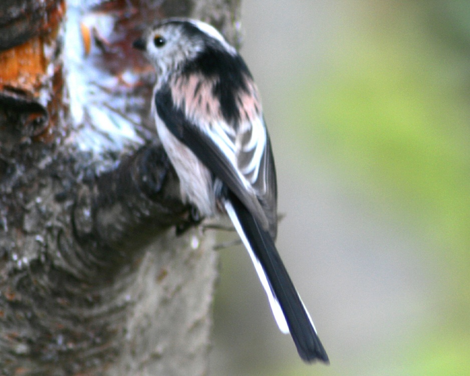 Long Tail Tit