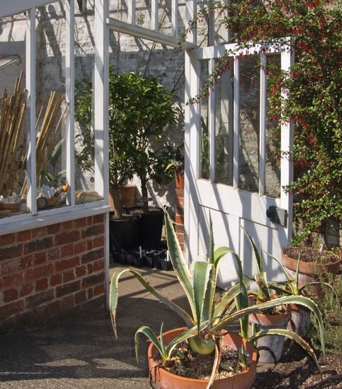 The Greenhouse at Fenton House garden,Hampstead