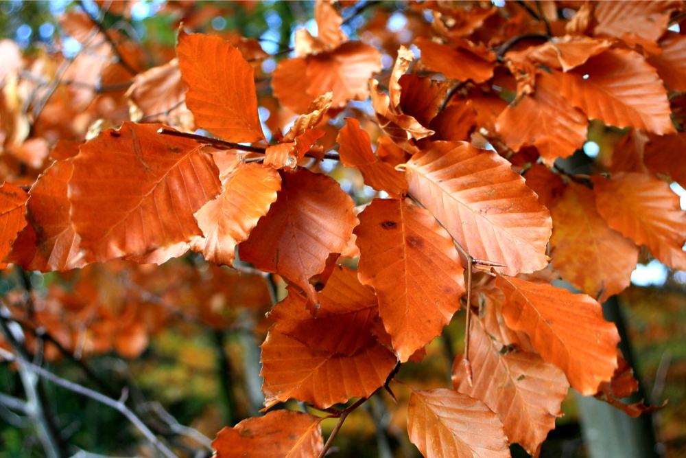 Beech Leaves.