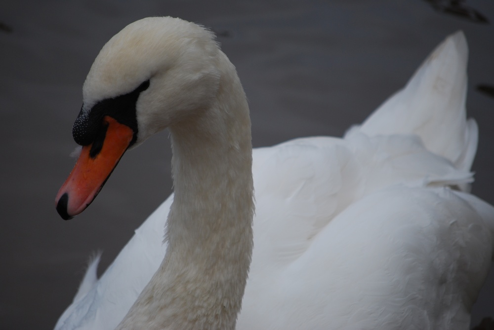 Swan on the river at Arley