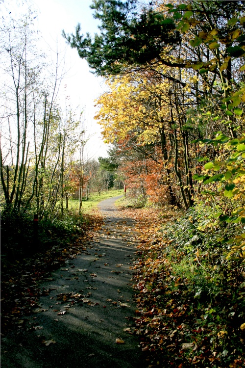 Woodland Walk afternoon.