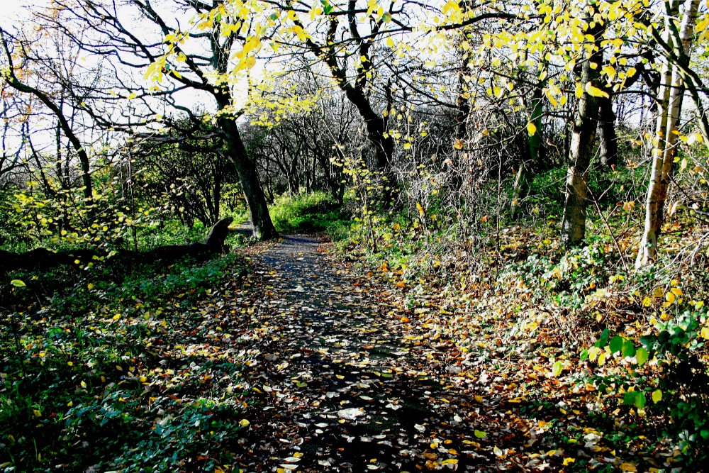 Woodland Walk.