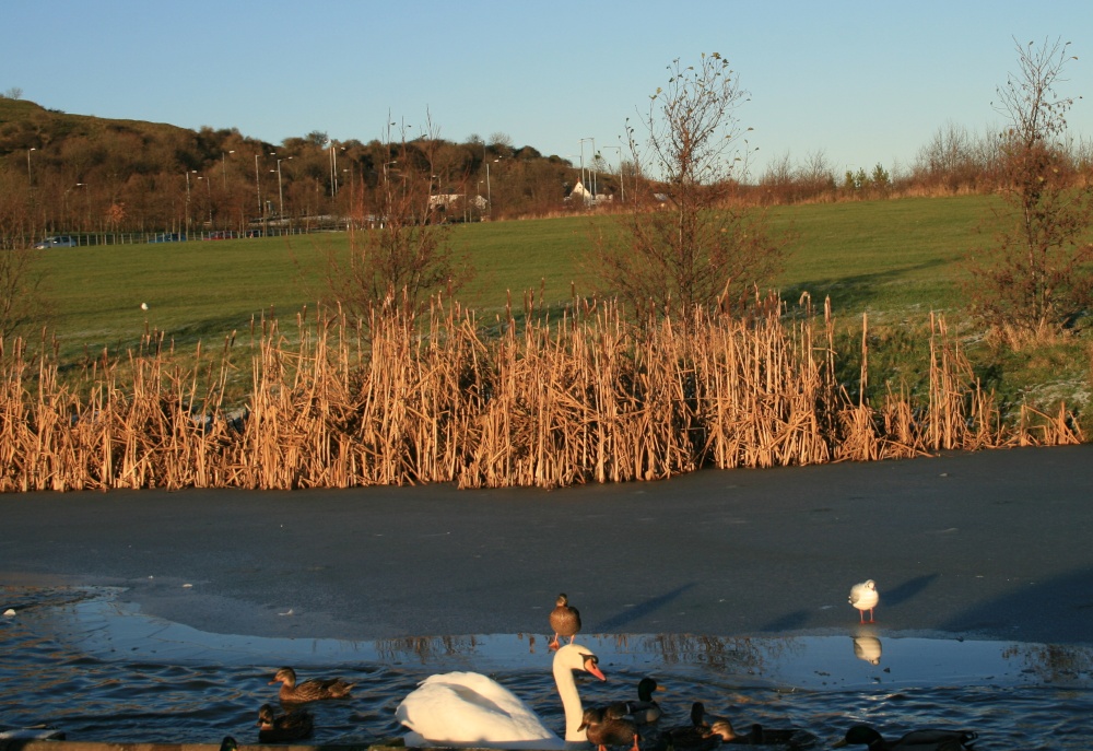 Ice covered pond