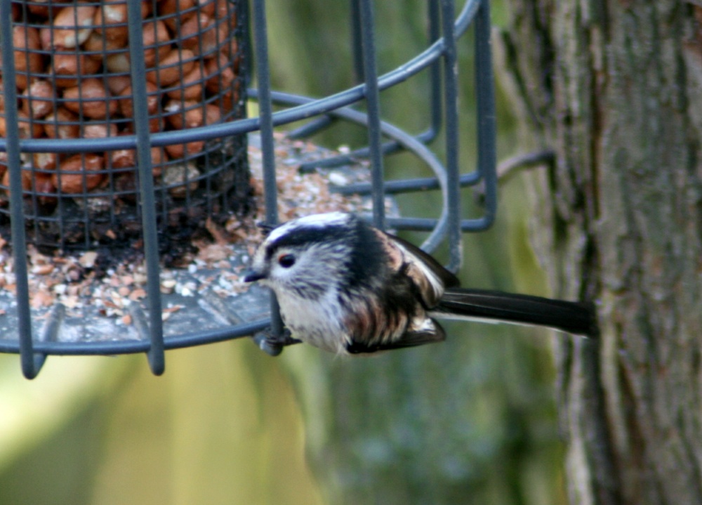 Long Tail Tit