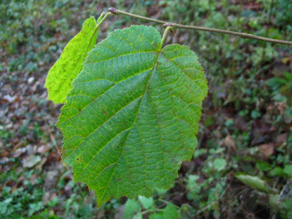 Leaf