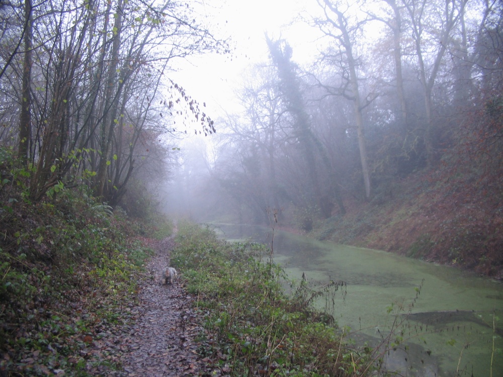 Foggy morning - 14.12.08