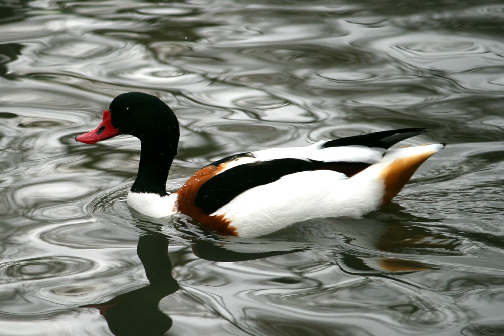 Common Shelduck