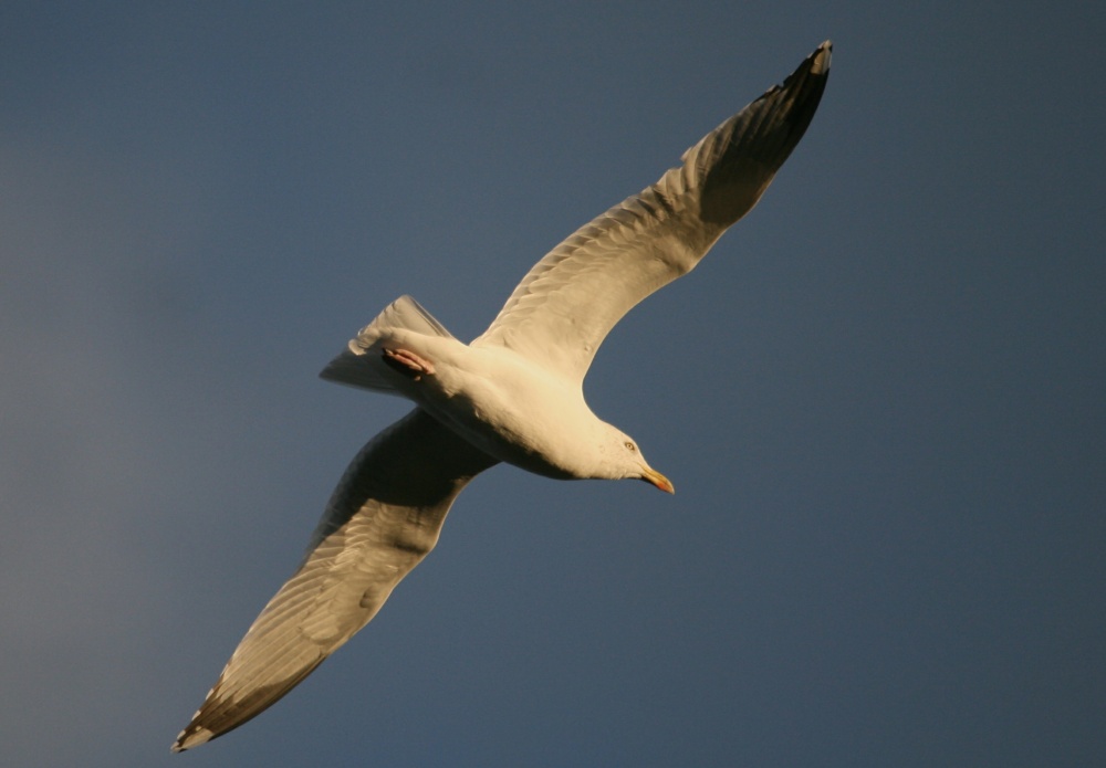 Herring Gull