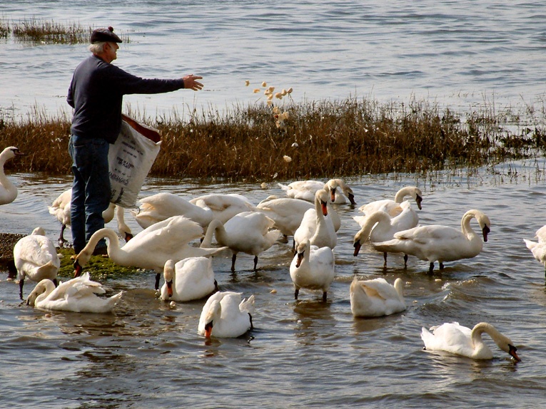 Feeding Time