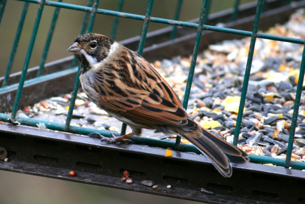 Reed Bunting Male.