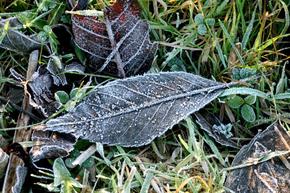 An ice covered leaf near Hawthorn Wood.