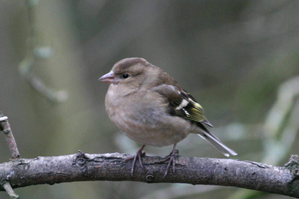 Chaffinch.