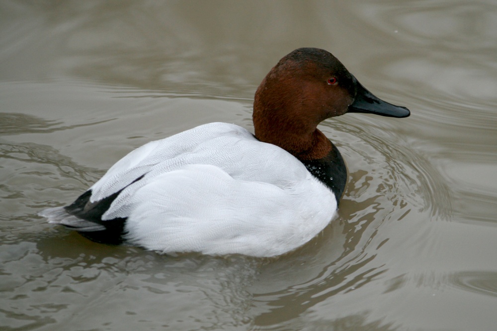 Canvasback Duck Male.