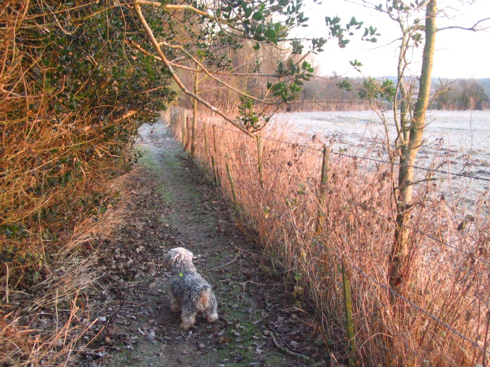 Early morning walk around Up Nately