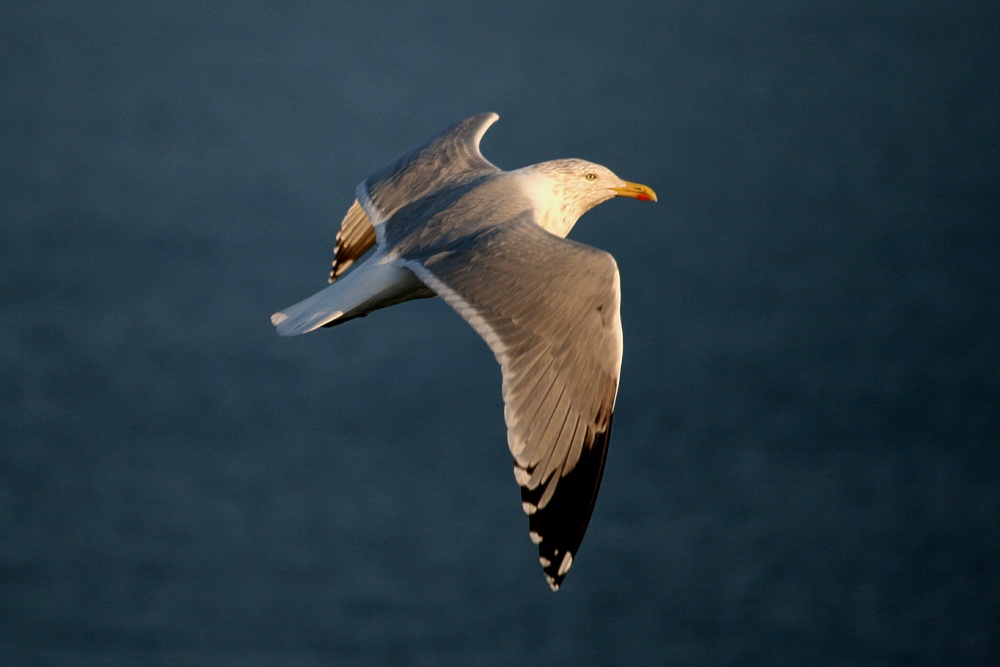 Herring Gull