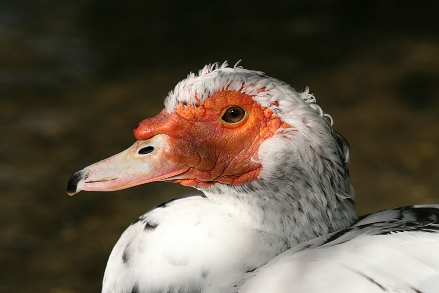 Muscovy Duck