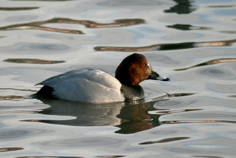 Pochard, Male.