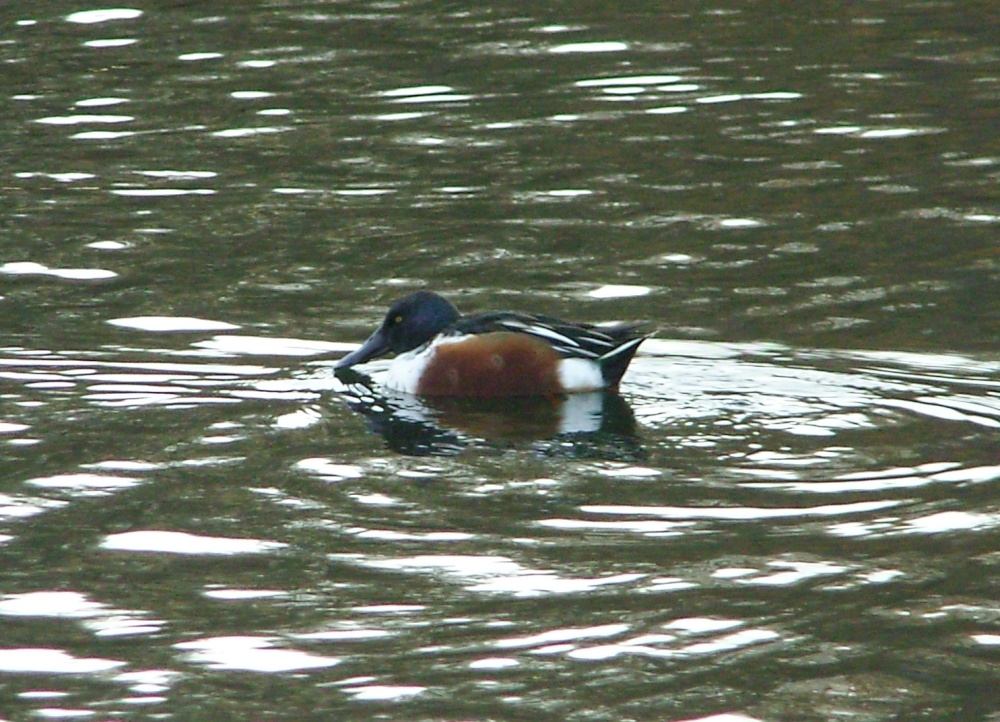 Shoveler