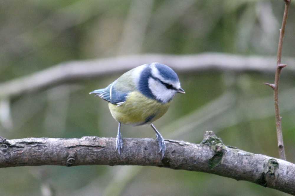 Blue Tit