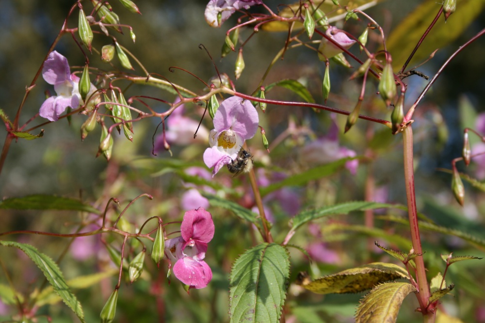 Photograph of Busy Bee