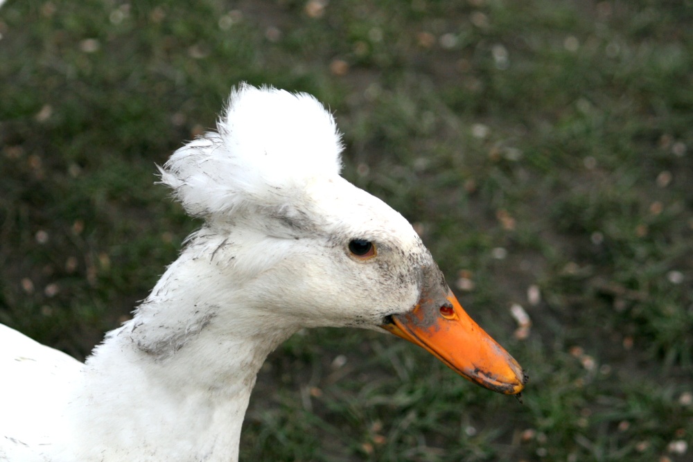 Runner Duck.