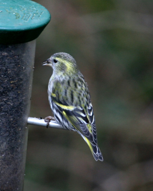 Siskin.