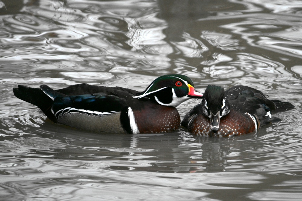 Wood Duck and friend.