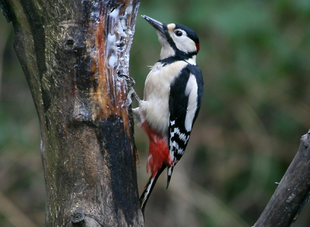 Great Spotted Woodpecker.