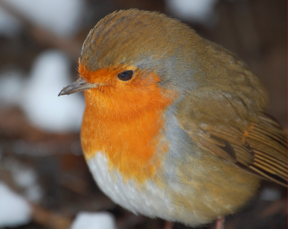 Cheeky Robin