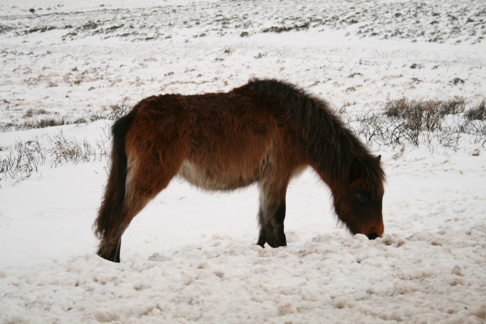 Dartmoor Pony