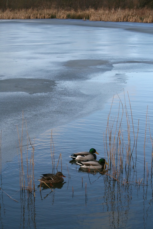 Mallards.