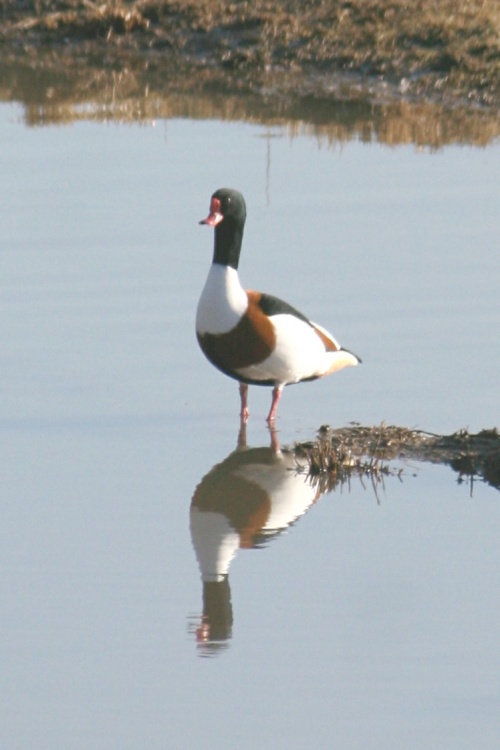 Shelduck.