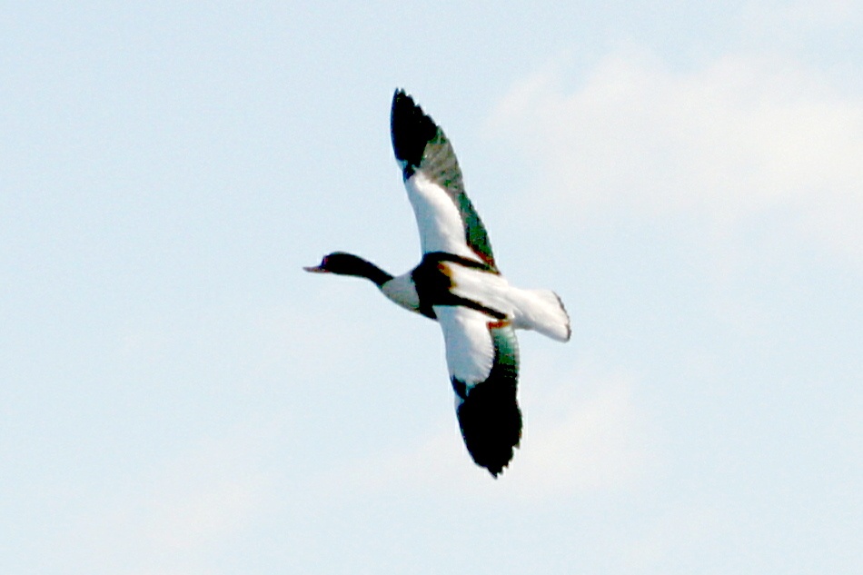 Shelduck.