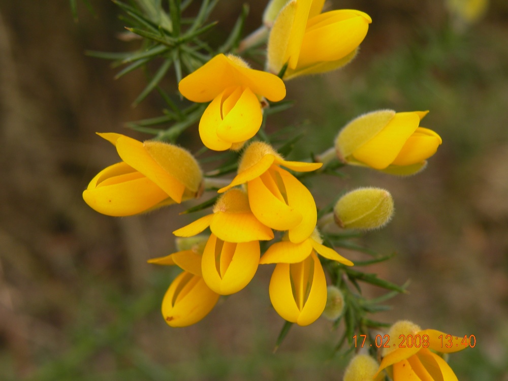 Photograph of Gorse in Bloom.