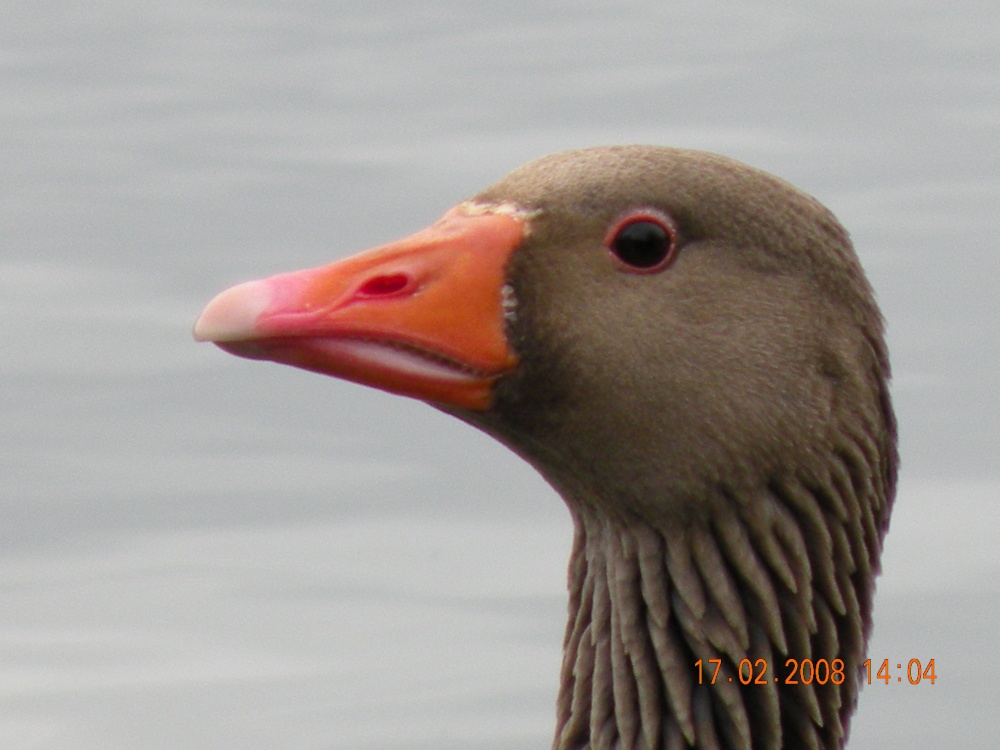 Photograph of Greylag Goose