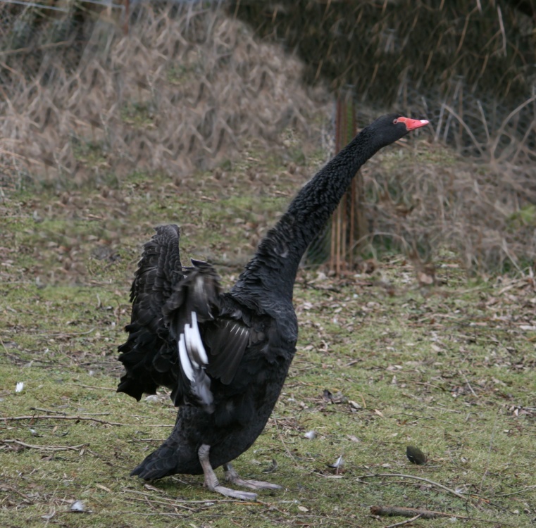 Black Swan.