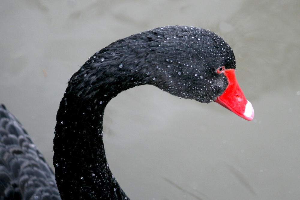 Black Swan.