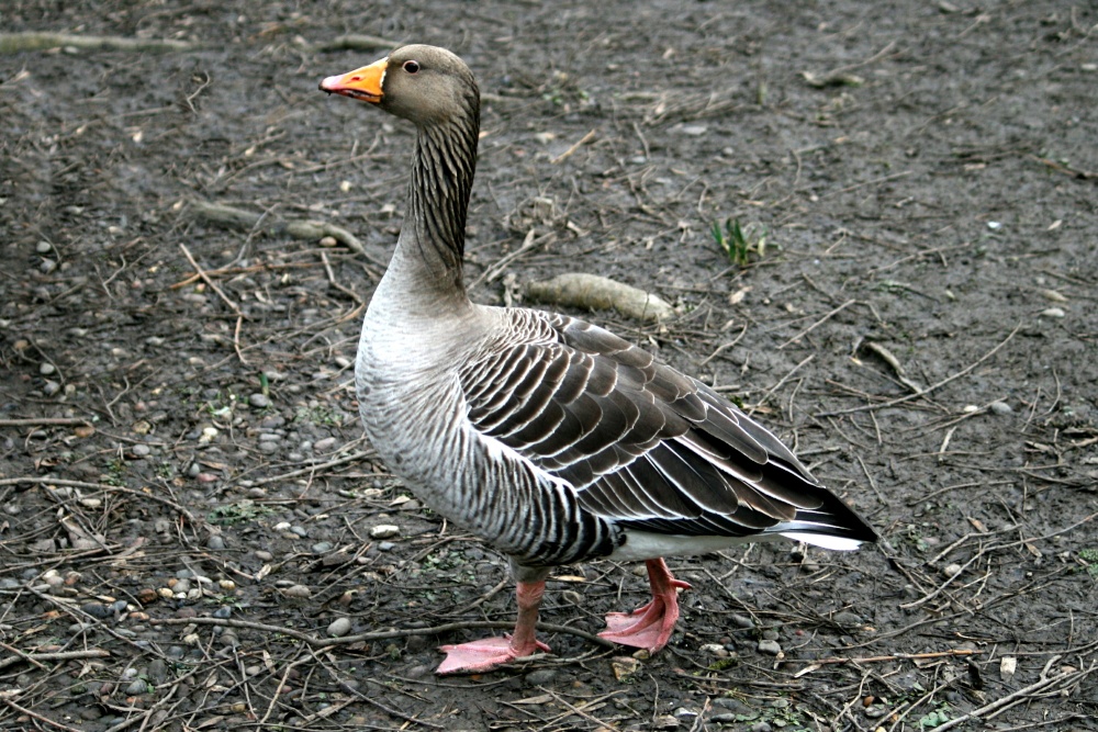 Greylag Goose