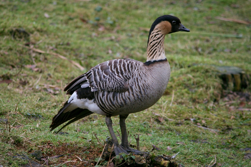 Hawaiian Goose