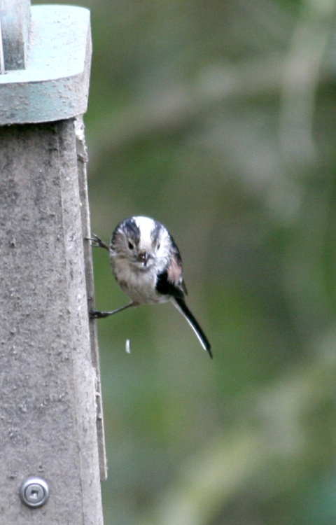 Long Tailed Tit