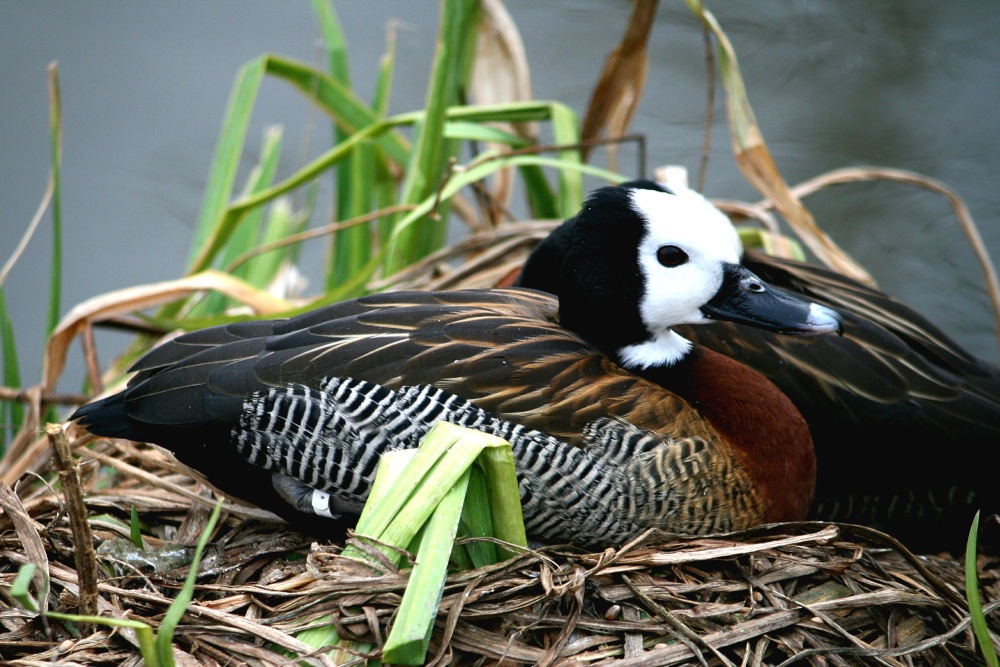 White Faced Whistling Duck.