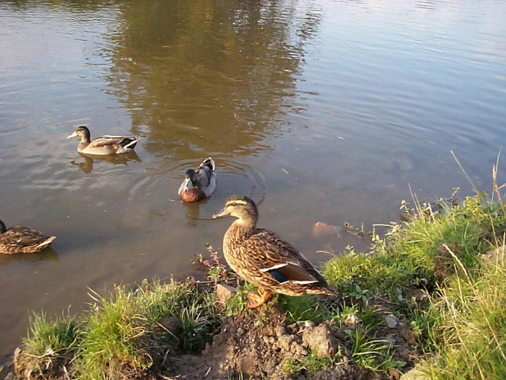 1999 Ducks on the canal at Hungerford