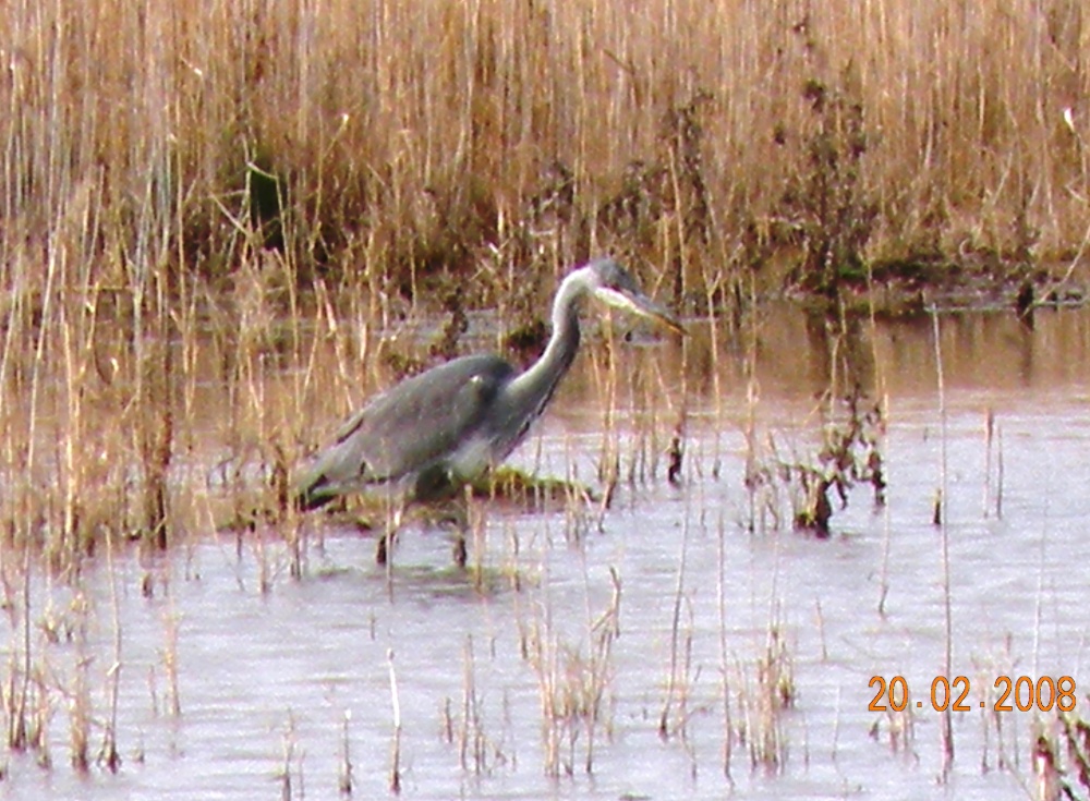 Immature Heron