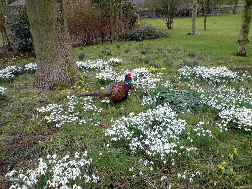 Photograph of Cock Pheasant at Rowland