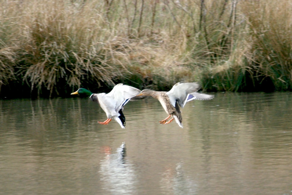 Mallards