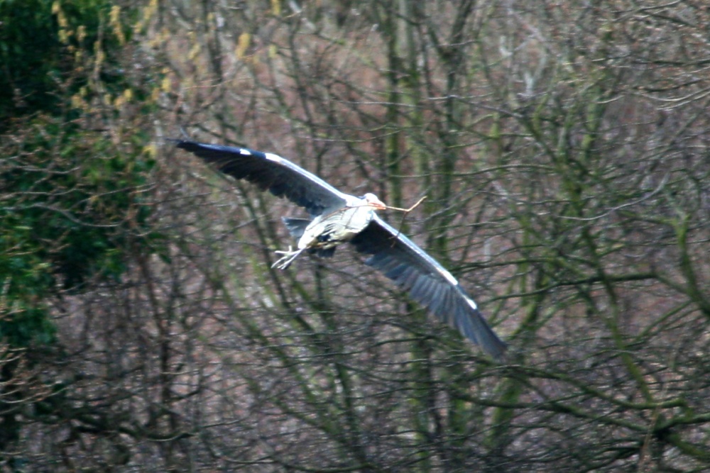 Heron.