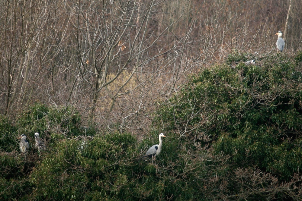 Heron.